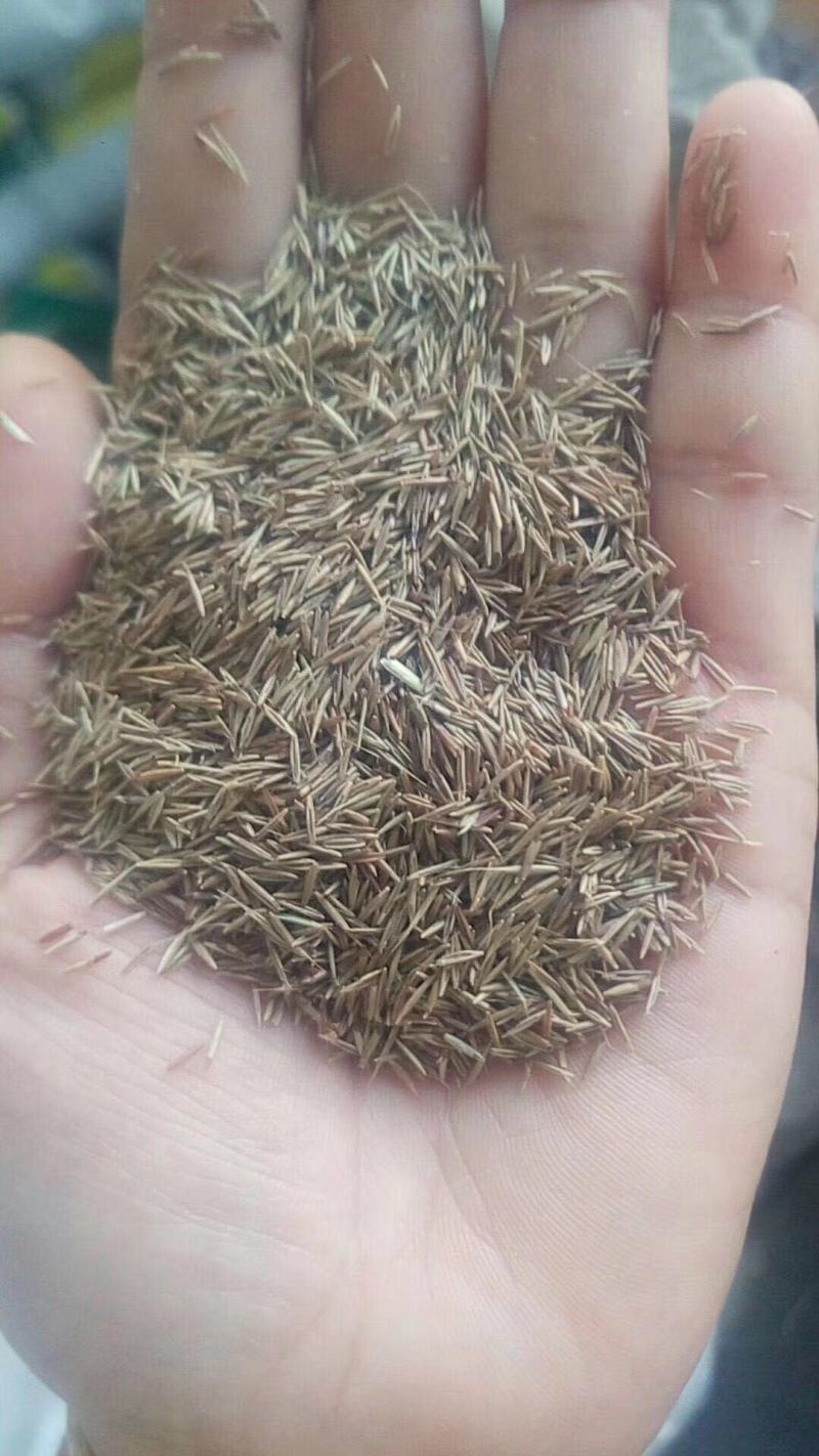 进口美国鼠茅草种子果园生草抑制杂草果园绿肥多年生进口草种