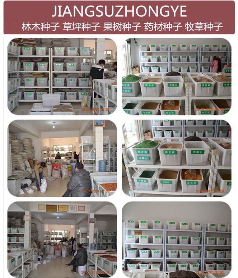 进口美国鼠茅草种子果园生草抑制杂草果园绿肥多年生进口草种