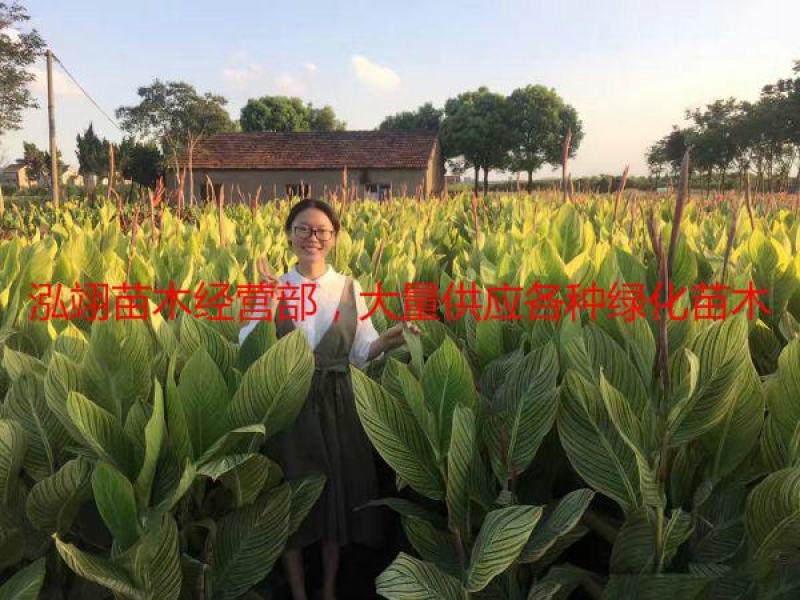 常年批发供应花叶美人蕉价格低质量优花叶美人蕉苗木