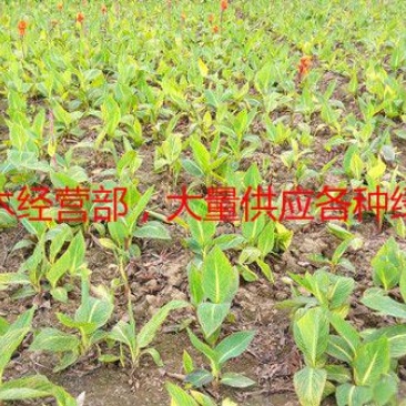 常年批发供应花叶美人蕉价格低质量优花叶美人蕉苗木