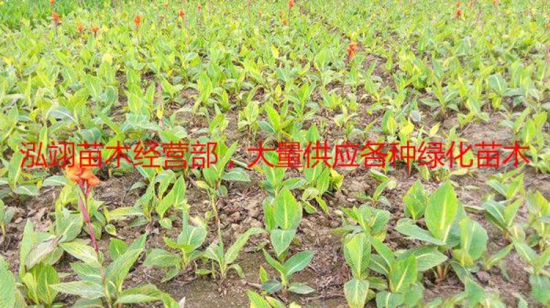 常年批发供应花叶美人蕉价格低质量优花叶美人蕉苗木
