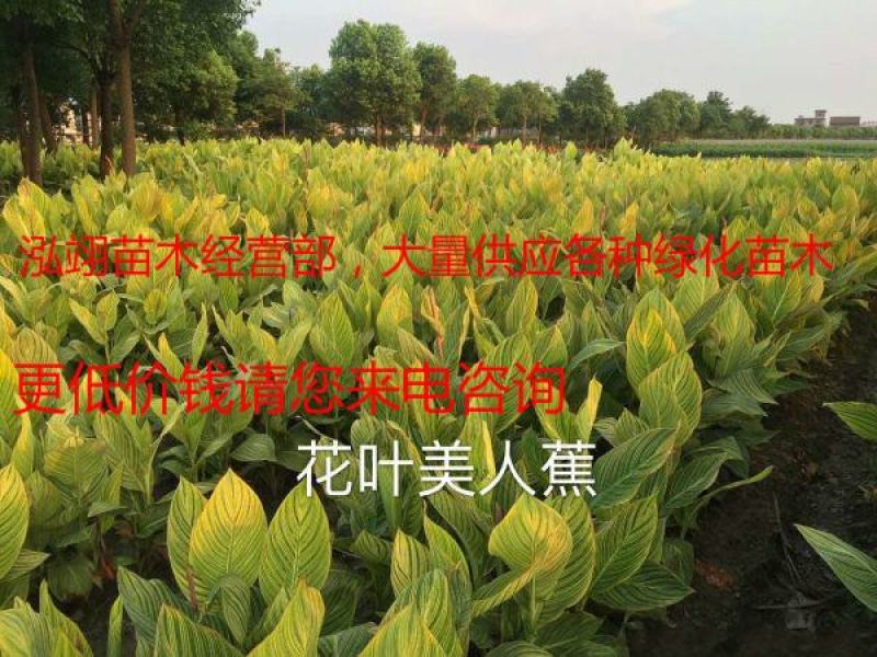 常年批发供应花叶美人蕉价格低质量优花叶美人蕉苗木