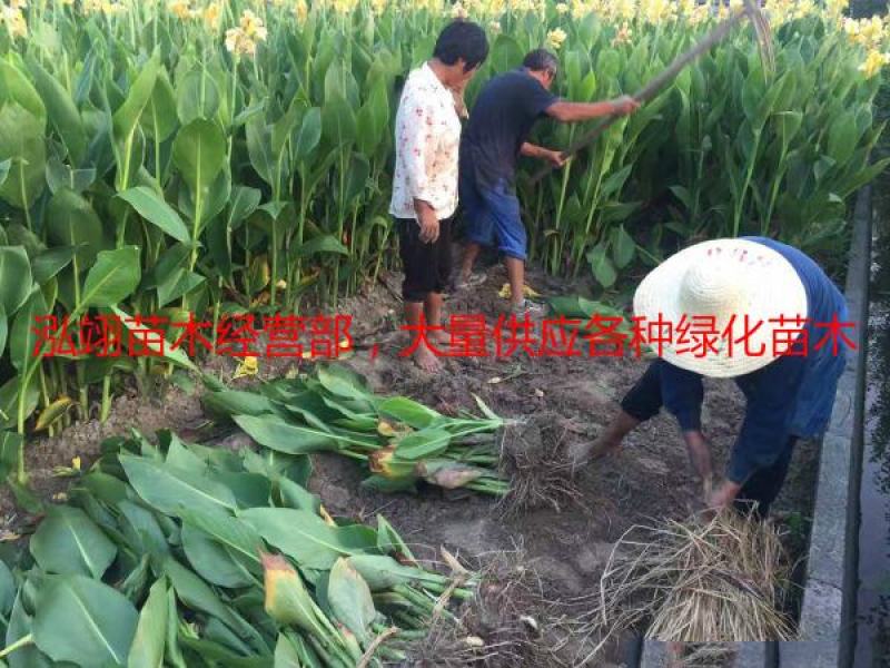常年批发供应花叶美人蕉价格低质量优花叶美人蕉苗木