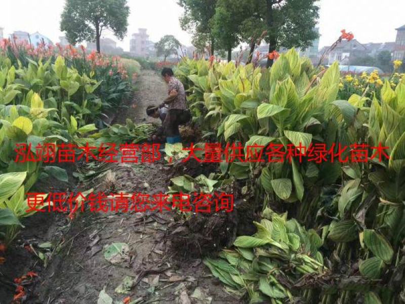 常年批发供应花叶美人蕉价格低质量优花叶美人蕉苗木