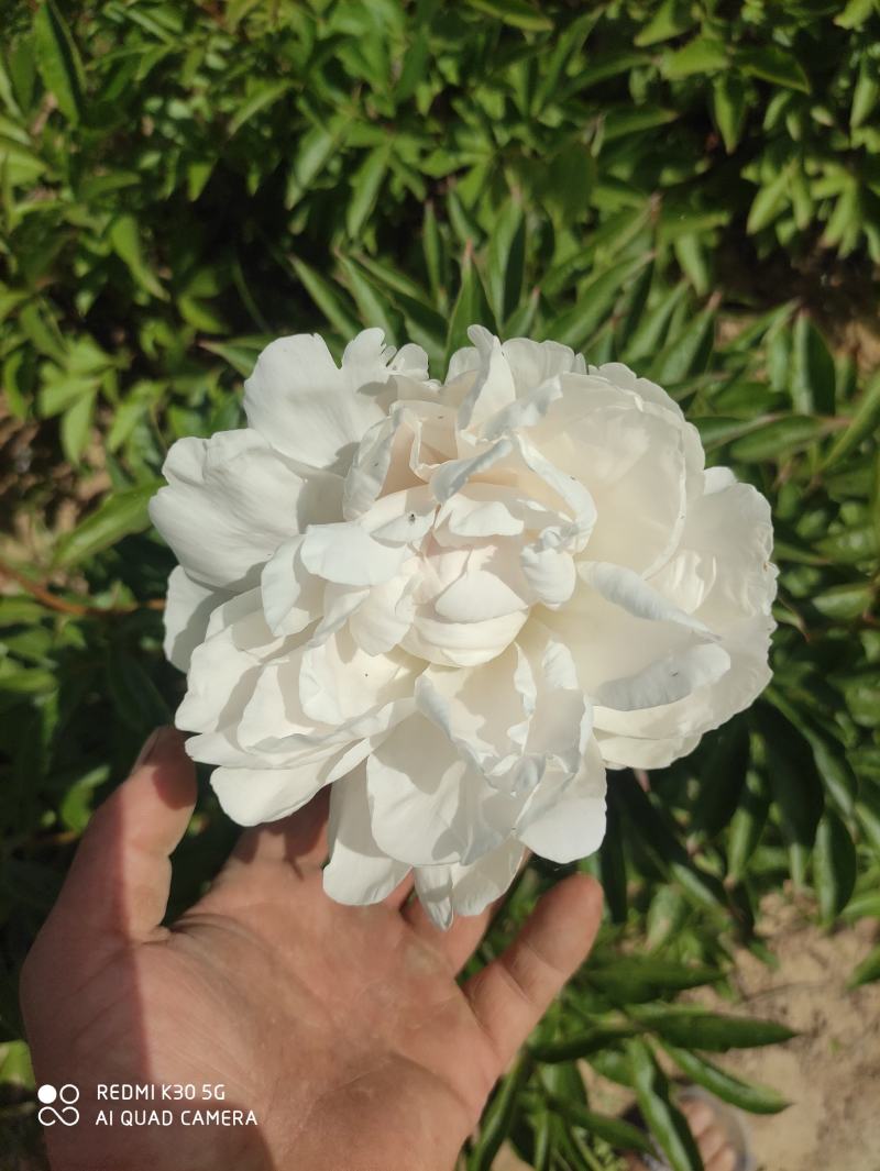 观赏芍药苗山东菏泽发货正宗观赏芍药