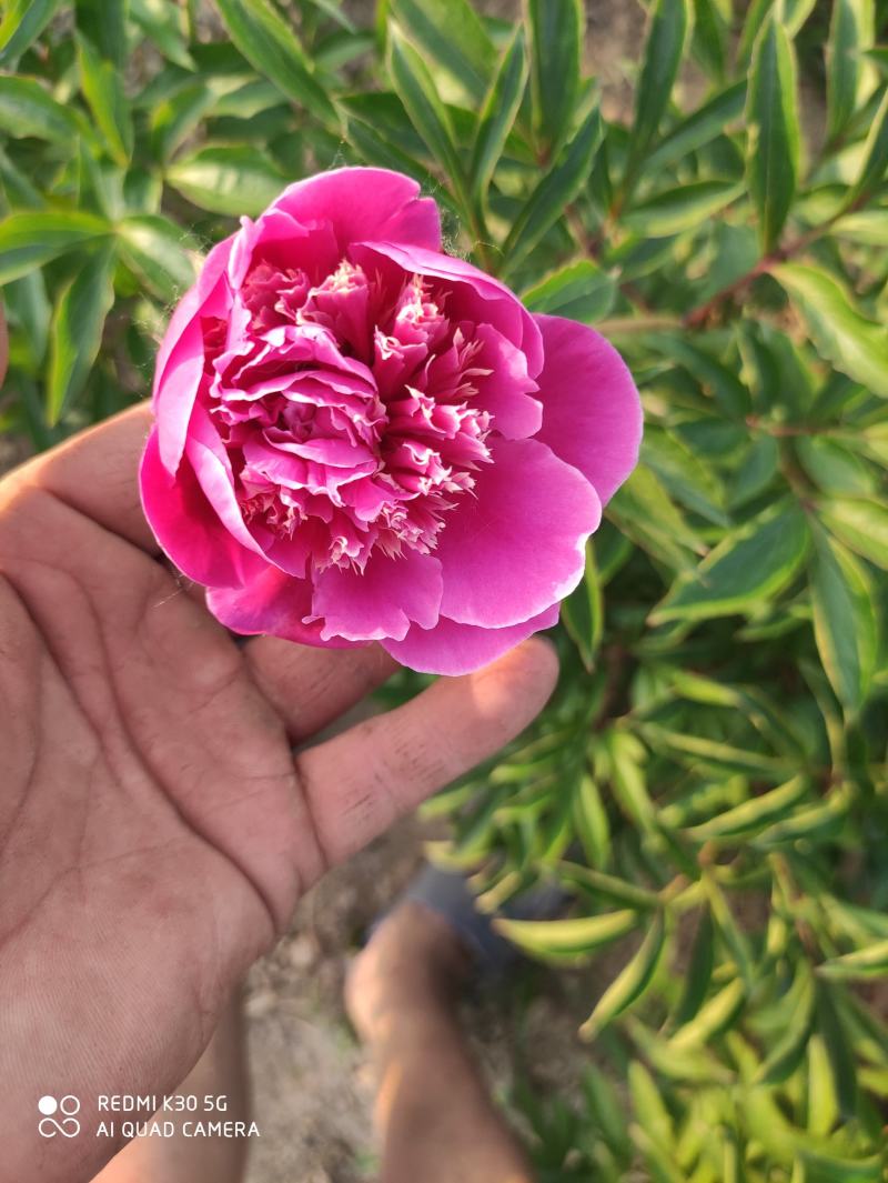 观赏芍药苗山东菏泽发货正宗观赏芍药