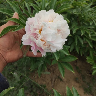 观赏芍药苗山东菏泽发货正宗观赏芍药