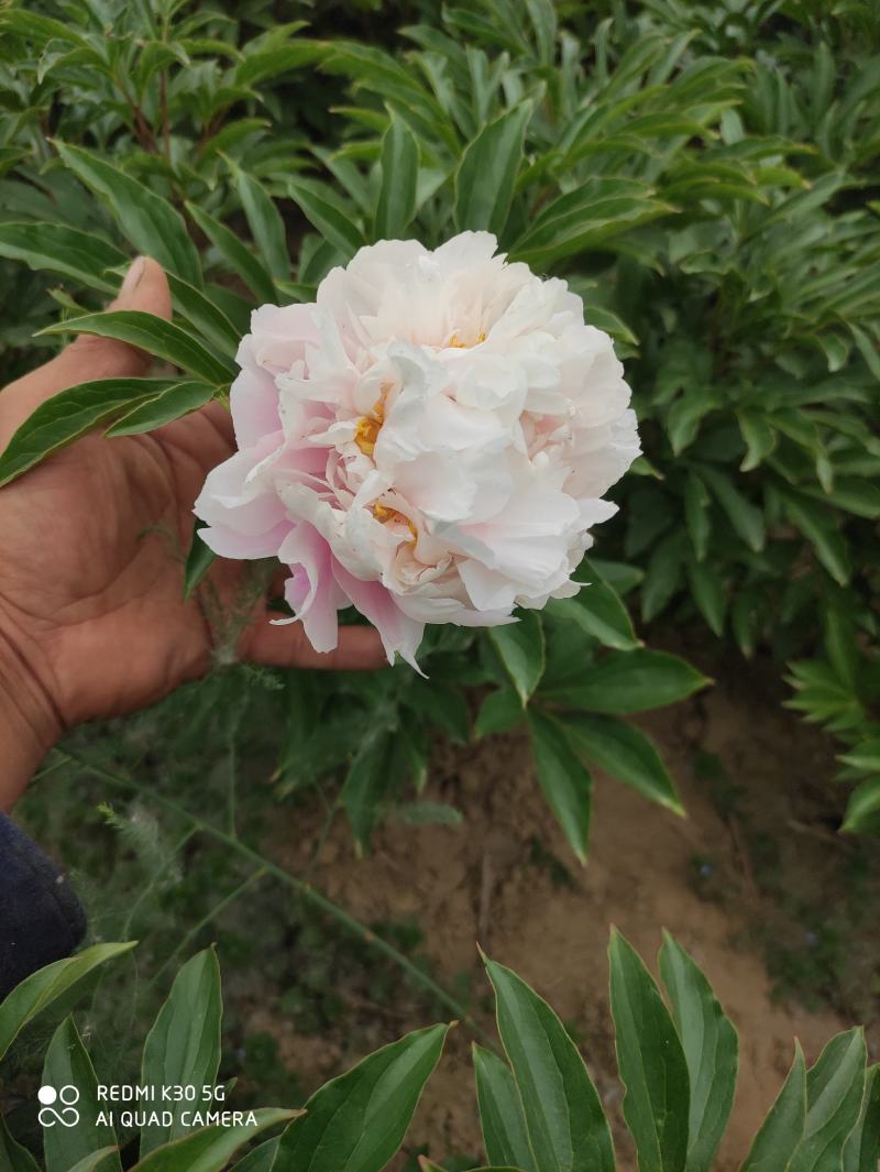 观赏芍药苗山东菏泽发货正宗观赏芍药