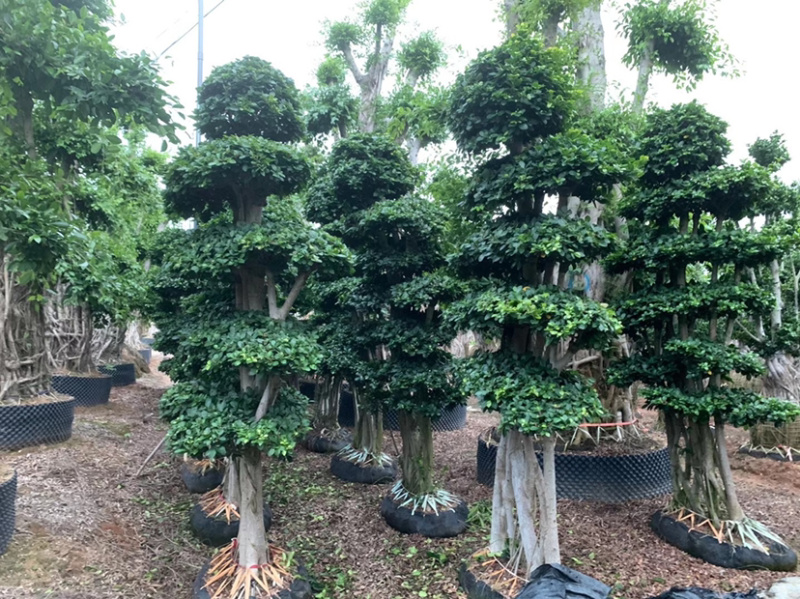 丛林网根造型小叶榕福建漳州小叶榕种植基地直销批发现货供应