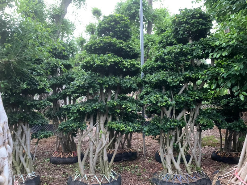 丛林网根造型小叶榕福建漳州小叶榕种植基地直销批发现货供应