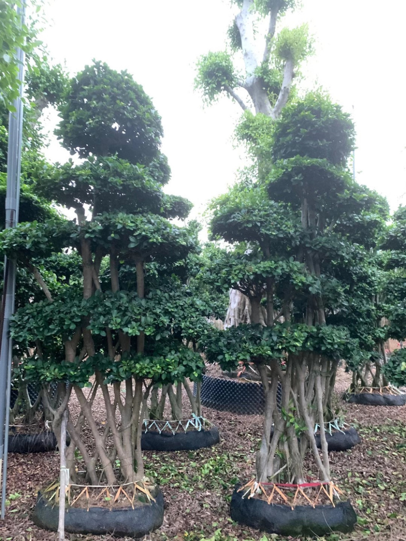 丛林网根造型小叶榕福建漳州小叶榕种植基地直销批发现货供应
