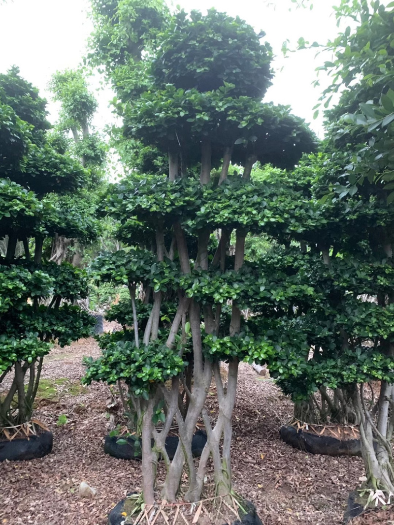 丛林网根造型小叶榕福建漳州小叶榕种植基地直销批发现货供应
