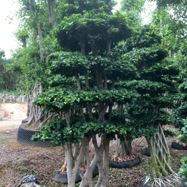 丛林网根造型小叶榕福建漳州小叶榕种植基地直销批发现货供应