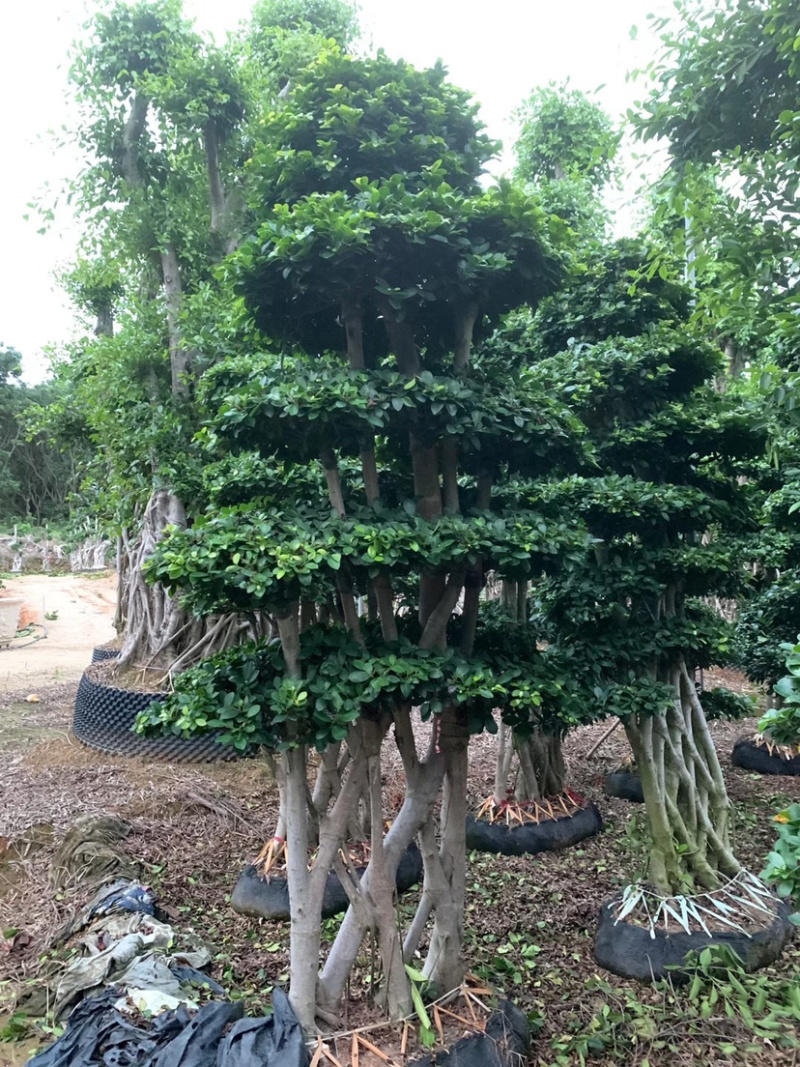 丛林网根造型小叶榕福建漳州小叶榕种植基地直销批发现货供应