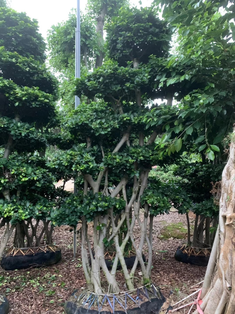 丛林网根造型小叶榕福建漳州小叶榕种植基地直销批发现货供应