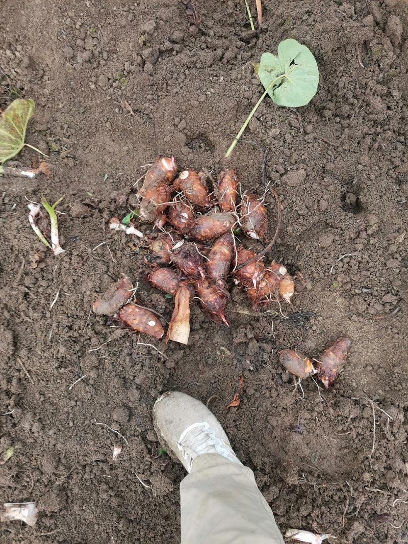 芋头香芋红芽芋毛芋头老母芋仔万亩基地，产地直发