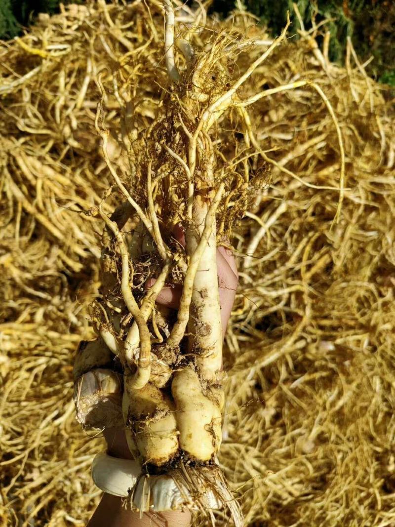 秦艽家种不同规格不同质量