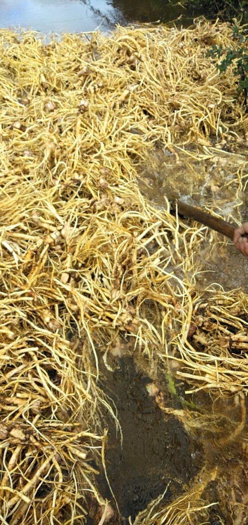 秦艽家种不同规格不同质量