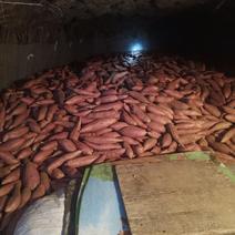 红薯烟暑25地窖货地头货西瓜红支持一件代
