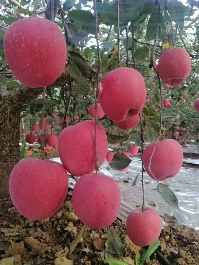 富士苹果大量上市了有需要的联系我今年质量非常好价格合理