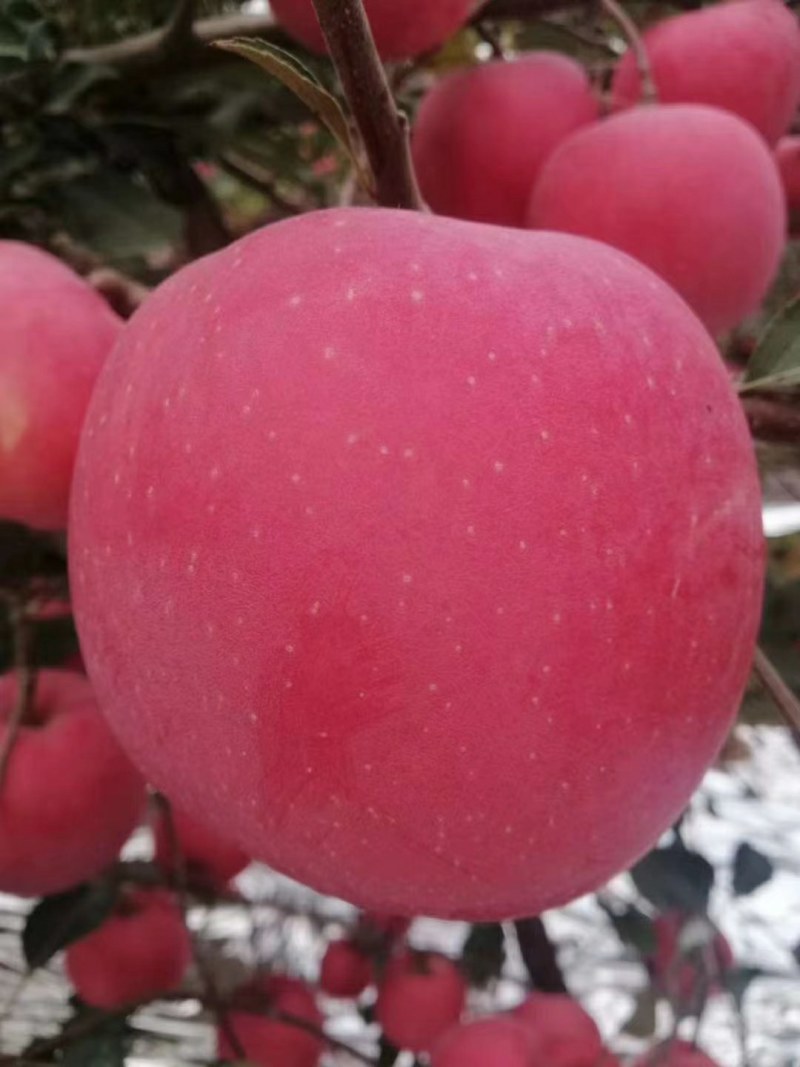 富士苹果大量上市了有需要的联系我今年质量非常好价格合理
