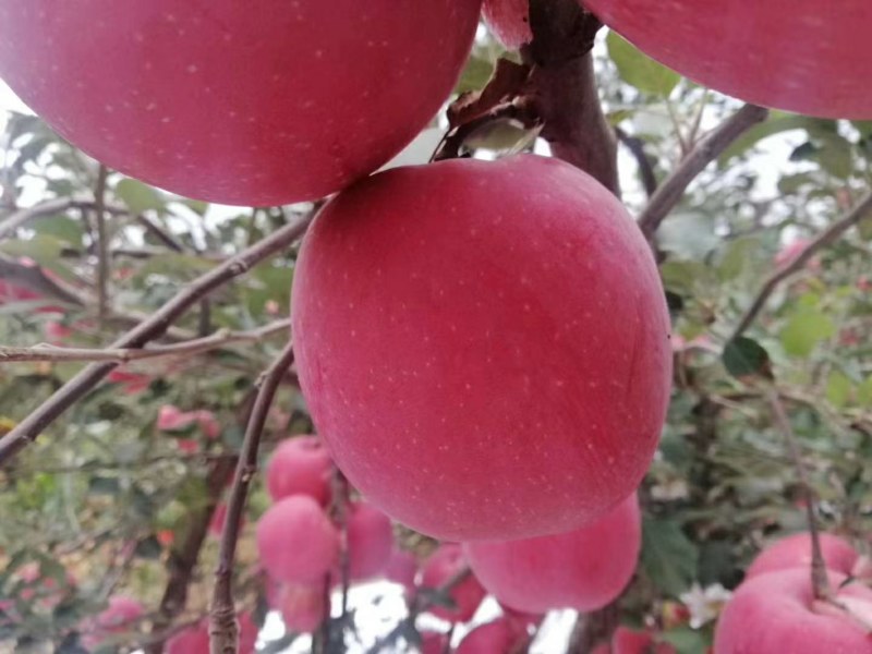 富士苹果大量上市了有需要的联系我今年质量非常好价格合理