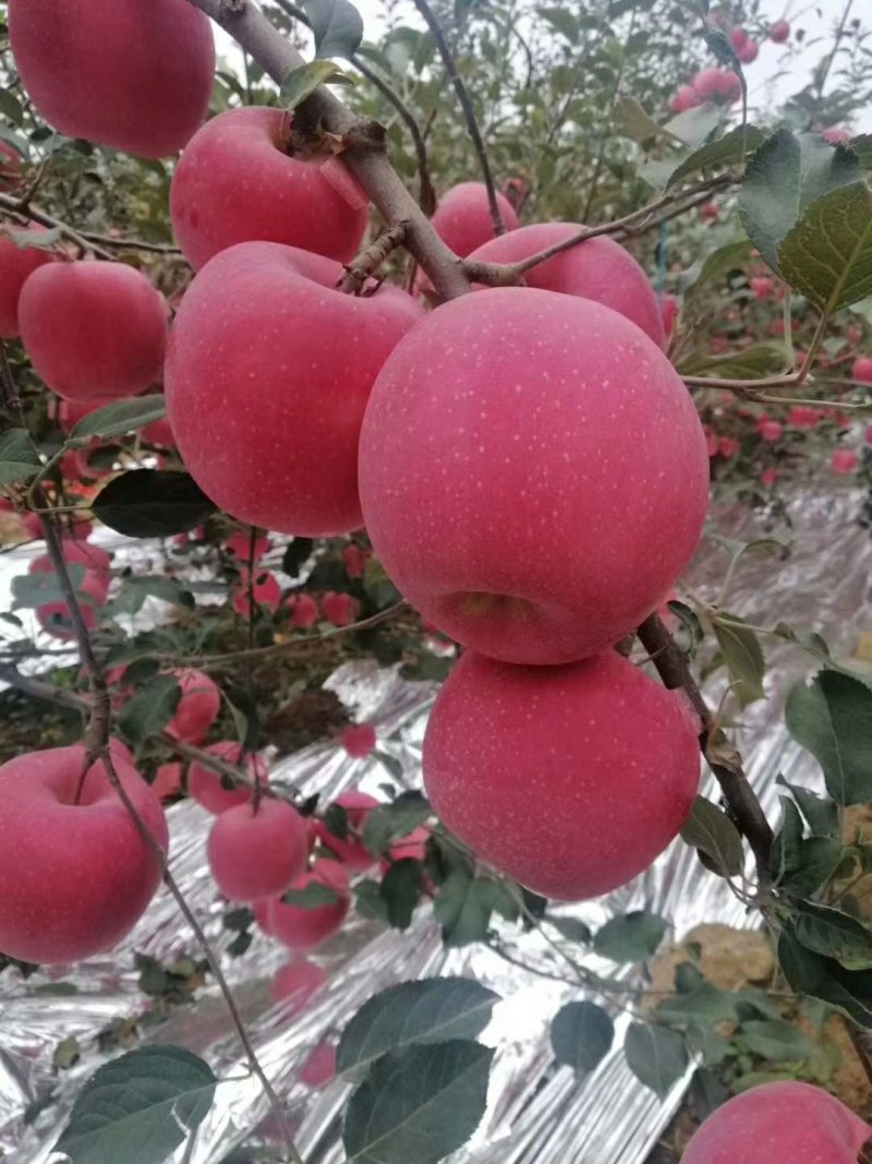 富士苹果大量上市了有需要的联系我今年质量非常好价格合理