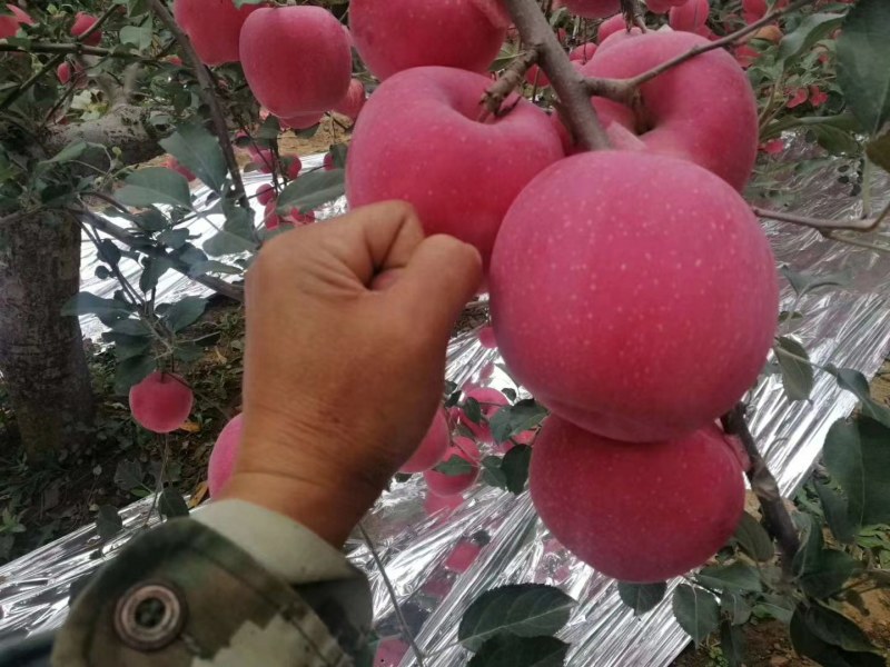 富士苹果大量上市了有需要的联系我今年质量非常好价格合理