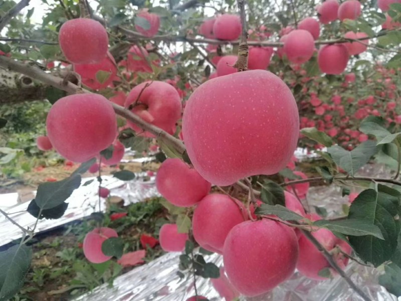 富士苹果大量上市了有需要的联系我今年质量非常好价格合理