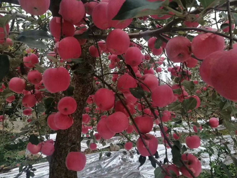 富士苹果大量上市了有需要的联系我今年质量非常好价格合理