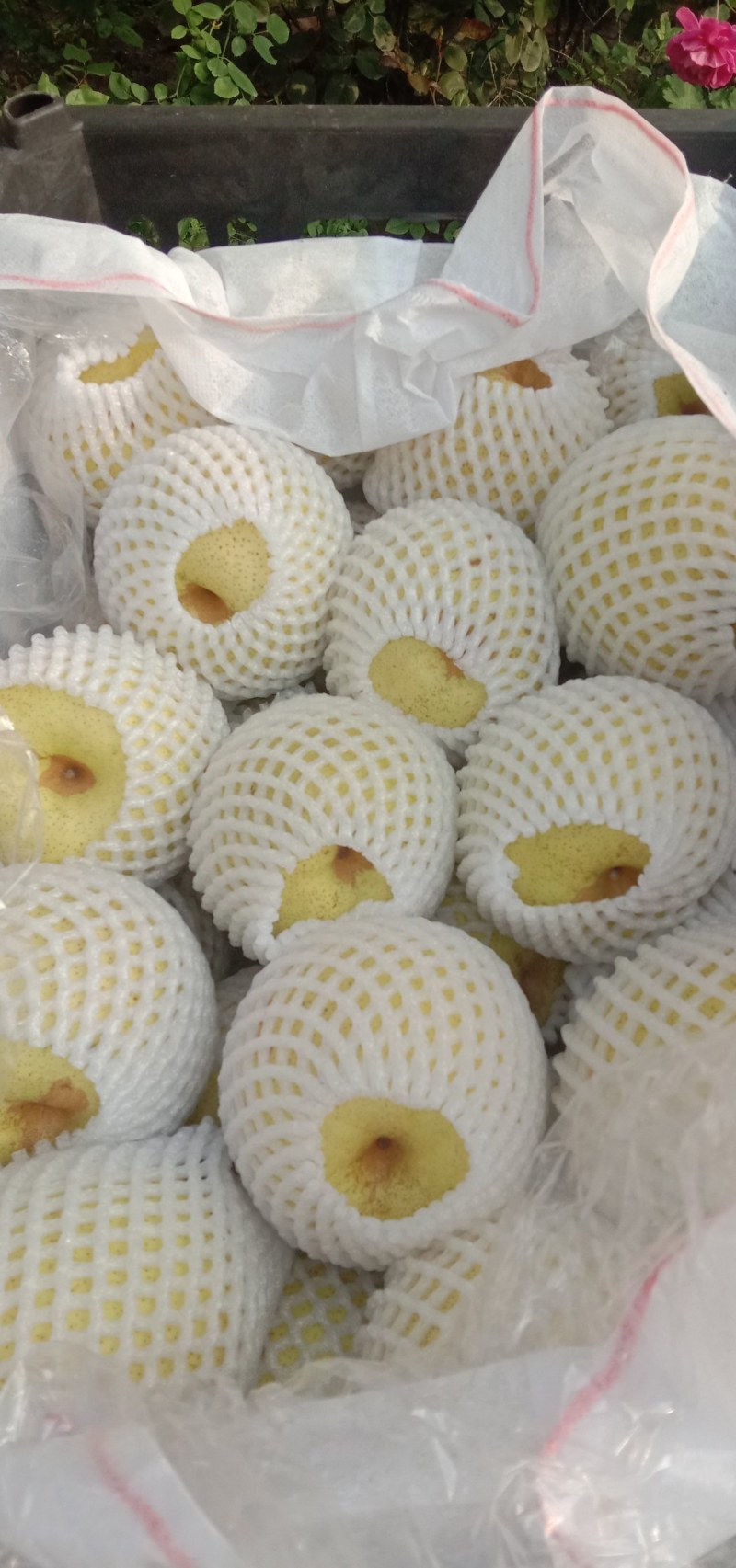 华北中华酥梨，雪花梨大量上市中！！欢迎各地客商洽谈合作！