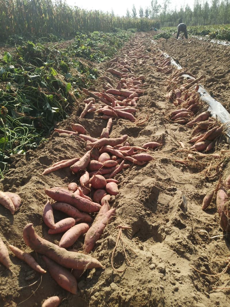 红薯烟暑25地窖货地头货西瓜红支持一件代