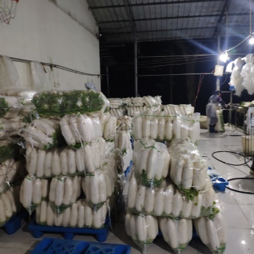 湖北恩施高山精品白萝卜