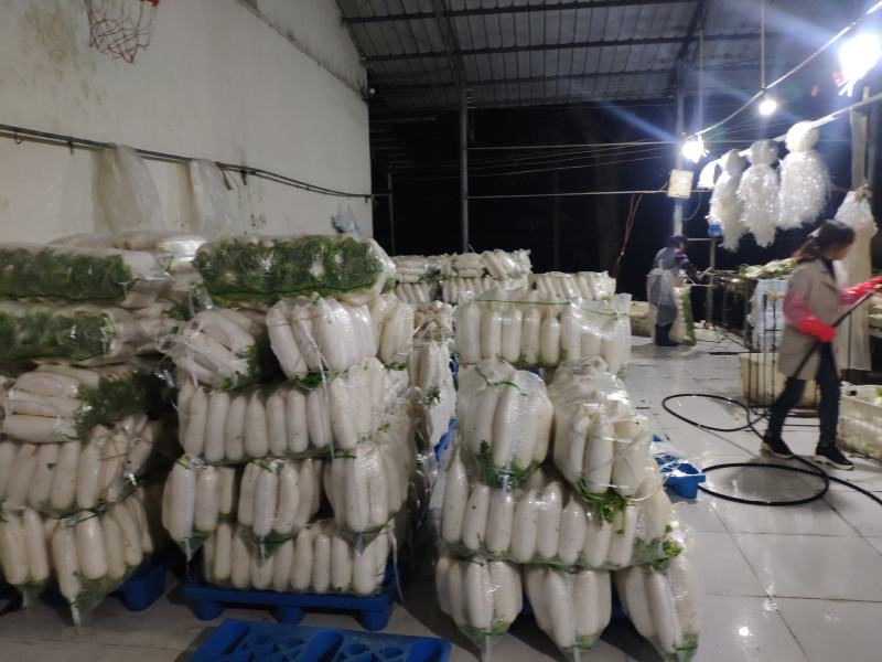 湖北恩施高山精品白萝卜