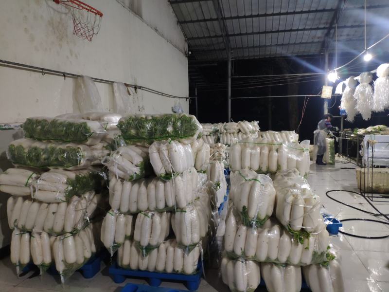 湖北恩施高山精品白萝卜