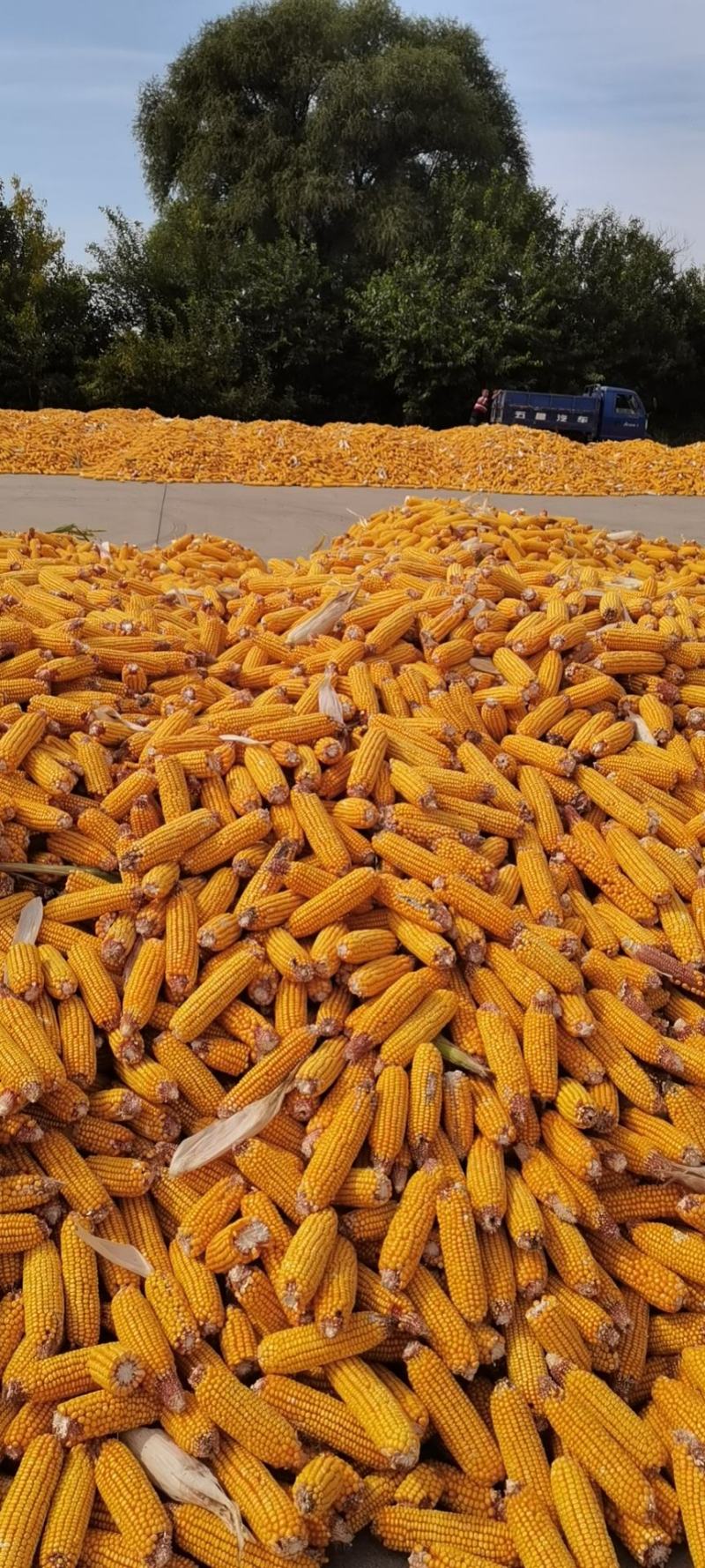 鲜玉米棒纯红轴玉米棒山东省玉米棒潍坊玉米棒