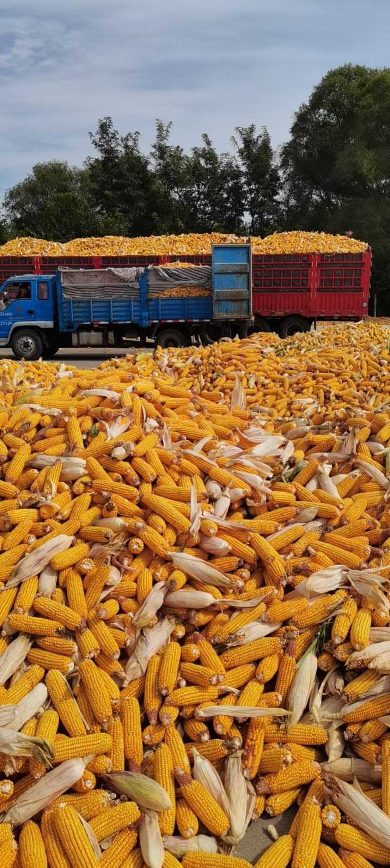 鲜玉米棒纯红轴玉米棒山东省玉米棒潍坊玉米棒