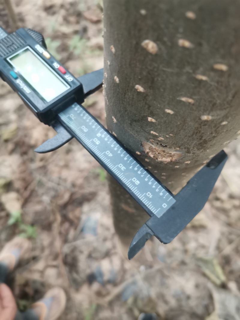 优质速生长楸树量大从优