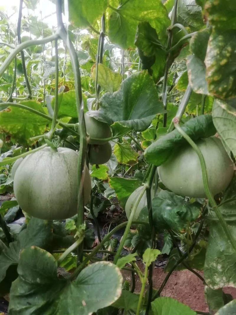 【荐】绿宝甜瓜大量上市，产地一手货源，口感好果型正价不高
