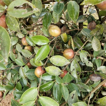 山茶油果，2020年霜降后采摘油茶果，出油率25%以上