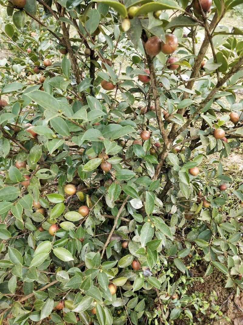 山茶油果，2020年霜降后采摘油茶果，出油率25%以上