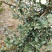 山茶油果，2020年霜降后采摘油茶果，出油率25%以上