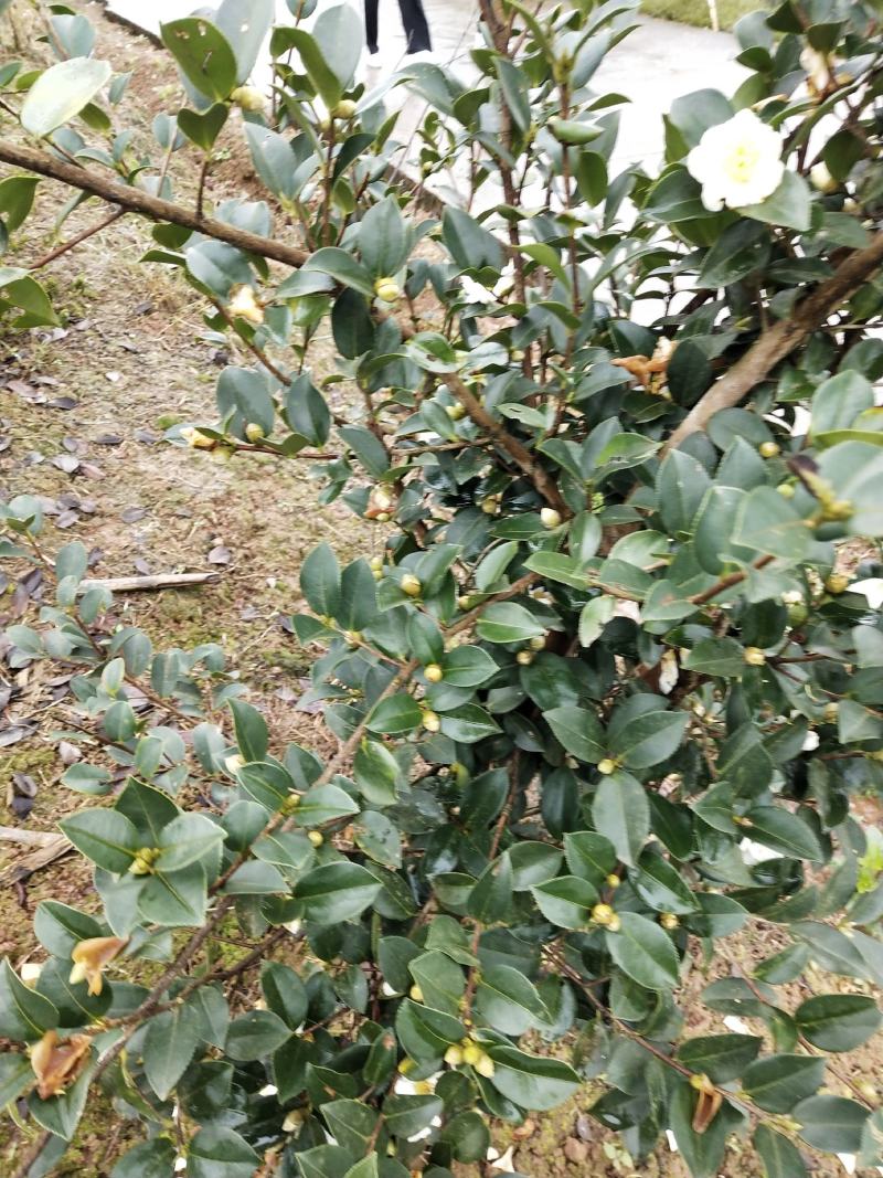 山茶油果，2020年霜降后采摘油茶果，出油率25%以上
