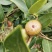 山茶油果，2020年霜降后采摘油茶果，出油率25%以上