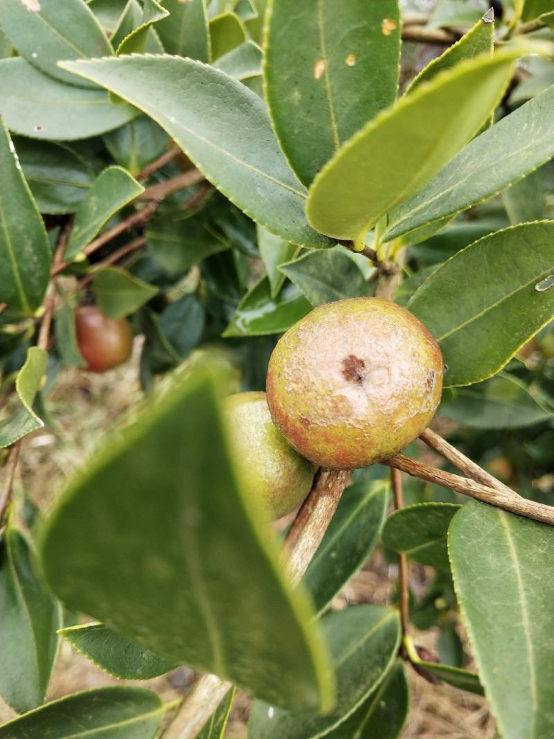 山茶油果，2020年霜降后采摘油茶果，出油率25%以上