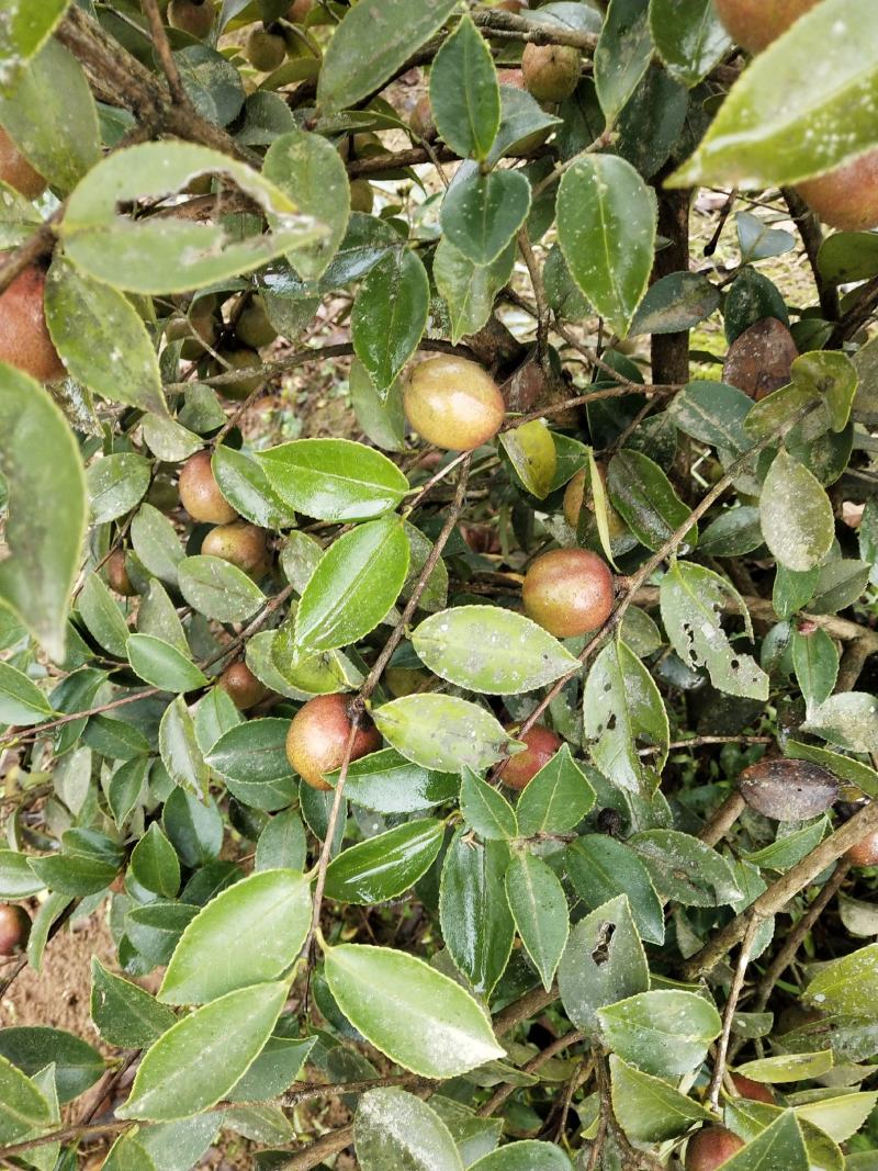 山茶油果，2020年霜降后采摘油茶果，出油率25%以上
