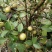 山茶油果，2020年霜降后采摘油茶果，出油率25%以上