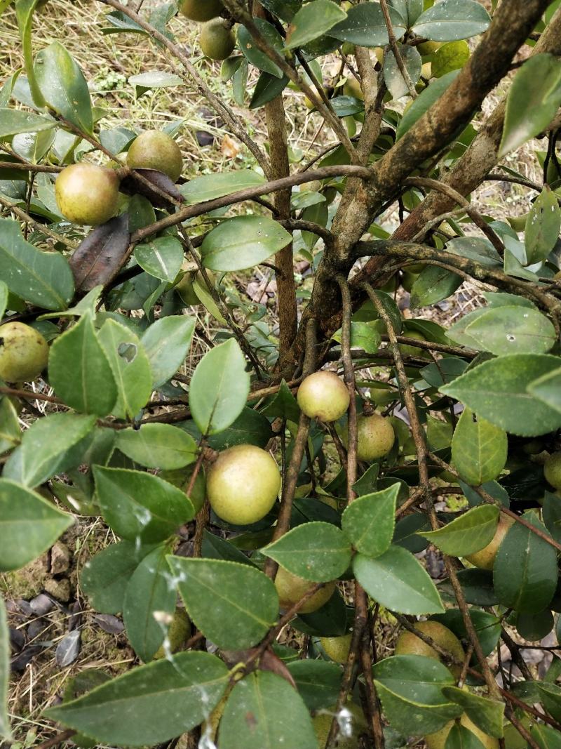 山茶油果，2020年霜降后采摘油茶果，出油率25%以上