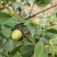 山茶油果，2020年霜降后采摘油茶果，出油率25%以上