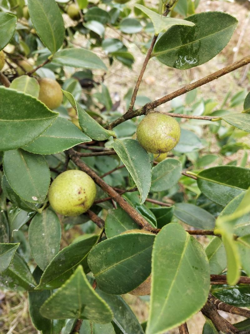 山茶油果，2020年霜降后采摘油茶果，出油率25%以上